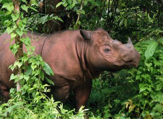 La foresta del Borneo